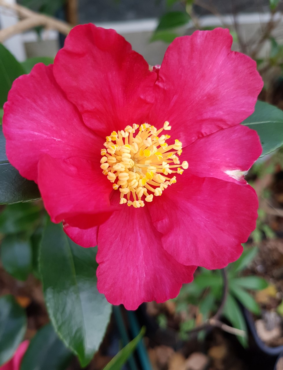 C. sasanqua 'Crimson King'